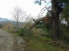 Micarone - Il Tarallo road tree damage