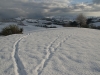 Wild Boar tracks as they head to the olive grove to forage