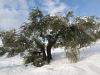 Damaged old olive tree