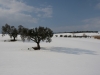 Olive trees basking in the sun