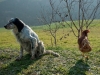 Dog-chicken stand off.