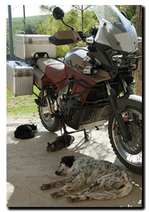 Aprilia Caponord ETV1000 Rally-Raid - good shade for the animals!