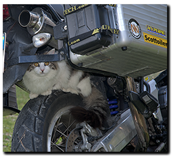 Aprilia Caponord ETV1000 Rally-Raid - puuting the 'cat' back!